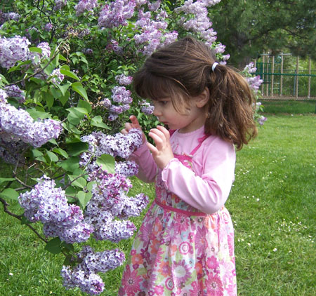 20080510_lilacs.jpg