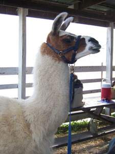 llama.jpg