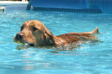 20070707_molly_swimming.jpg