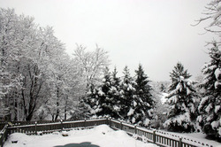 winter08_trees1.jpg