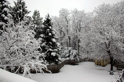 winter08_trees2.jpg