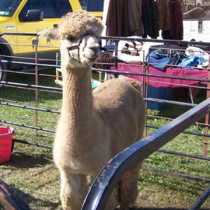 alpaca