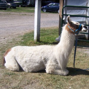 llama