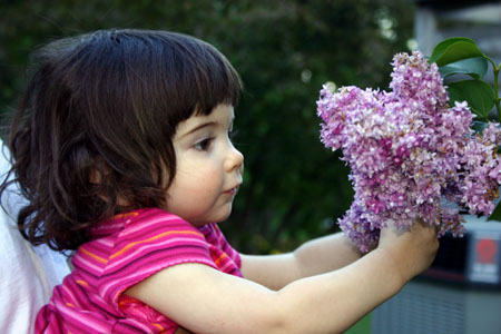 20060524_lilacs.jpg