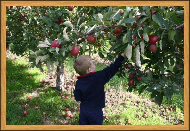 Henry Picking Apples