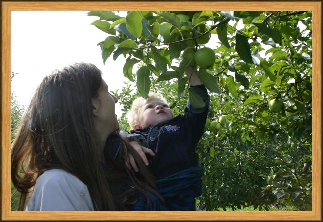 Sammy Picking Apples