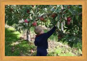 Henry Picking Apples