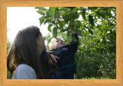 Sammy Picking Apples