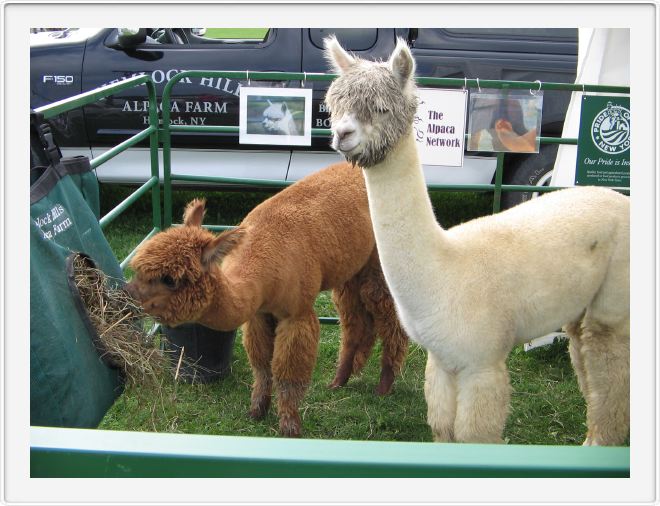 alpacas